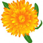 marigold (calendula oficinalis) 2